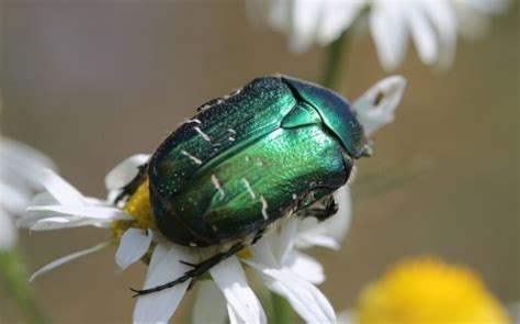 What Do June Bugs Eat Learn Their Diet Life Cycle And How To Stop Them