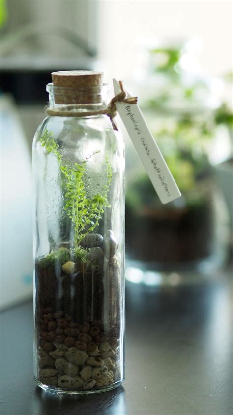 Close System Terrarium Terrarium Diy Mini Terrarium Bottle Terrarium