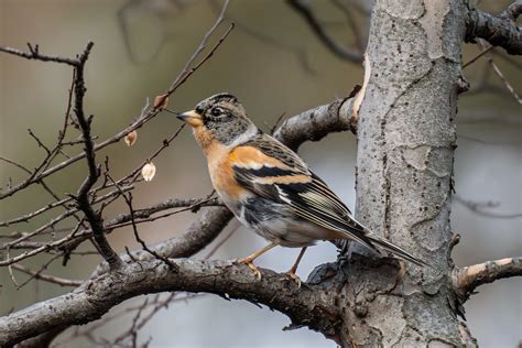 Seoul Forest Birds Of Phuong Huy Tung Flickr