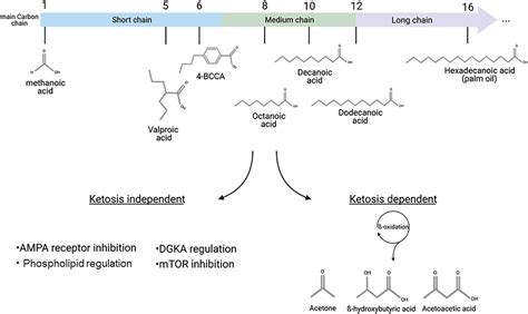 Frontiers Using Dictyostelium To Advance Our Understanding Of The