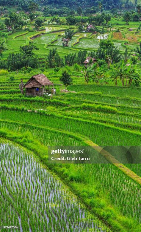 Rustic Shack In Bright Green Rice Paddies Ubud Bali Indonesia High Res