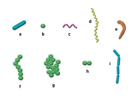 4 Shapes Of Bacteria