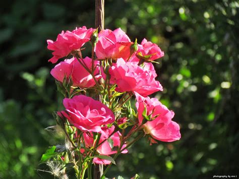 EVA S WELT Rosenblüten im Oktober