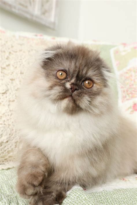 Tortoiseshell Persian Kittens Doll Face Persian Kittenspersian