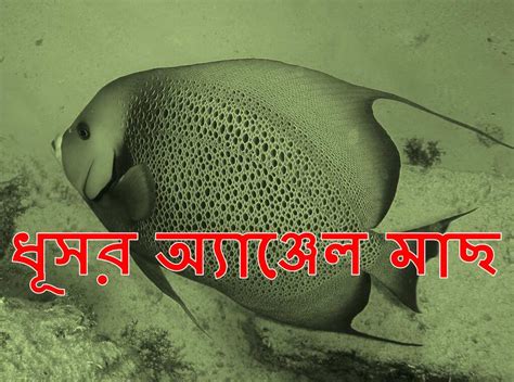 ধূসর অ্যাঞ্জেল মাছ Gray Angel Fish Bangla