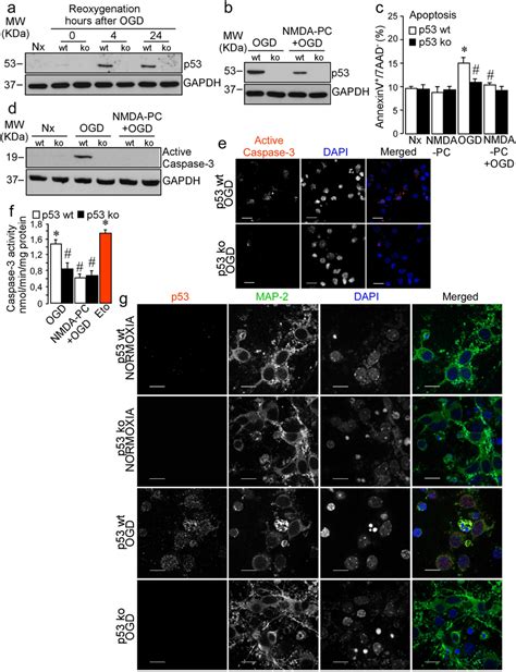 Nmda Pc Prevents Ischemia Induced Neuronal Apoptosis Pathway Mediated