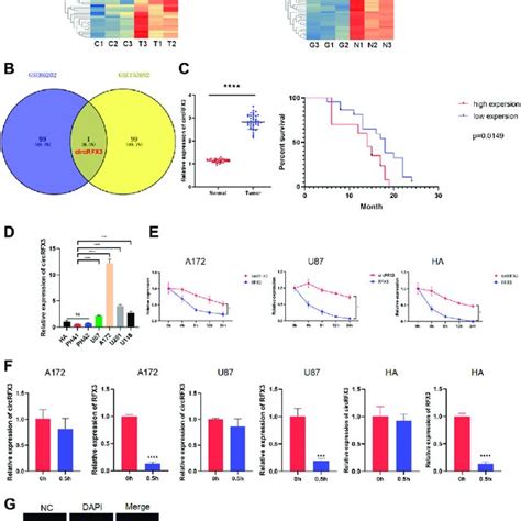 Circrfx3 Was Identified As Increased In Glioblastoma Gbm Clinical