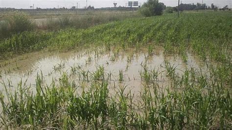 Lluvias Continuas Afectan Cosecha De Maíz Y Arroz Fedeagro