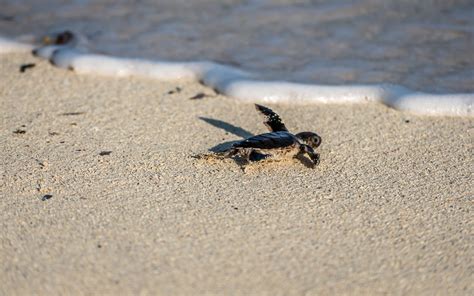 Sea Turtle Hatchlings in Tanzania 2024 - Rove.me