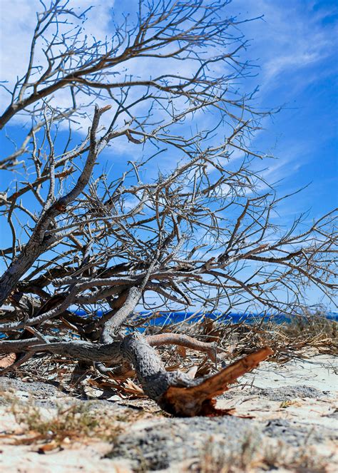 bare     bare  stock  hd images