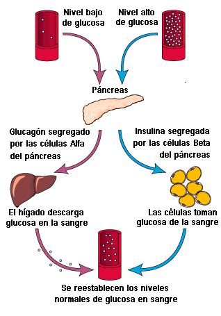 Diabetes Hoy En D A Funci N De La Insulina 25452 The Best Porn Website