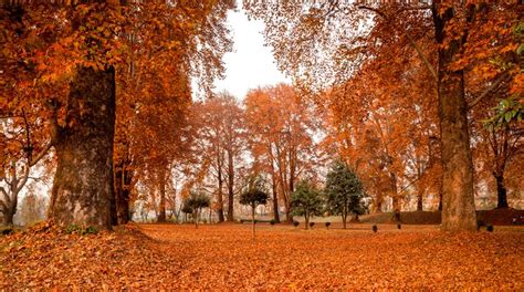 Autumn in Kashmir: A Romantic Getaway Amidst Fall Colours