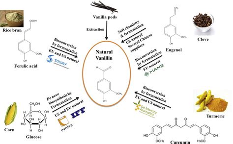 VanillinBioconversion And Bioengineering Of The Most Popular Plant