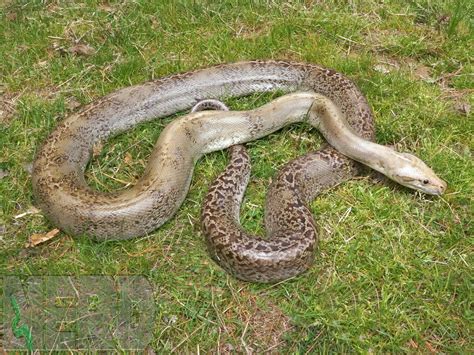 Granite Burmese Python Traits Morphpedia
