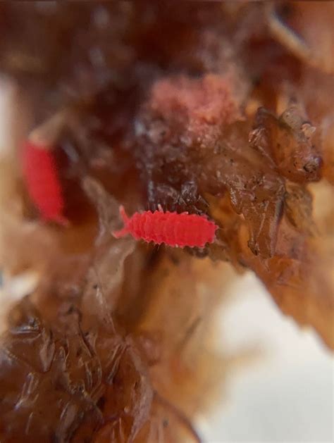 Red Springtail Culture Frozen Isopod Feeders Terrarium Pet Supplies