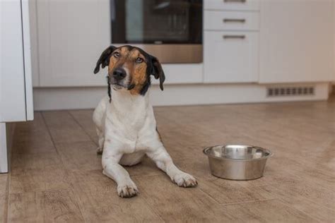 Mon chien n arrête pas de penser à manger comment agir face à ce