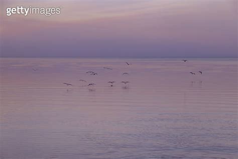 Pink Sky Background On Sunset Colorful Clouds And Seagulls Flying