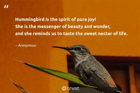 45 Hummingbird Quotes That Bring Joy And Color To Your Life