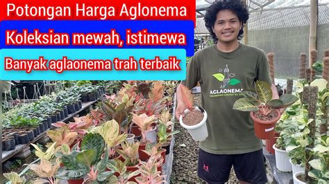 Luar Biasa Potongan Harga Aglonema Koleksian Mewah Istimewa Harga