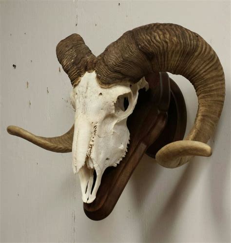 Huge Ram Skull Cleaned And Put On A Walnut Panel Taxidermy Done By The