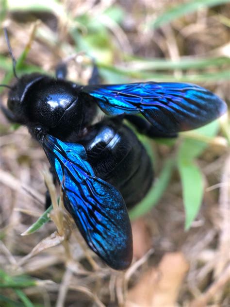 Violet Carpenter Bee Xylocopa Violacea Picture Insect