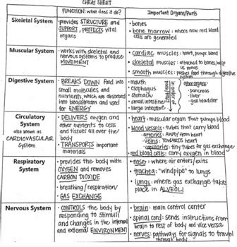 Human Body Systems Study Guide By Ms Dilworth Science Tpt