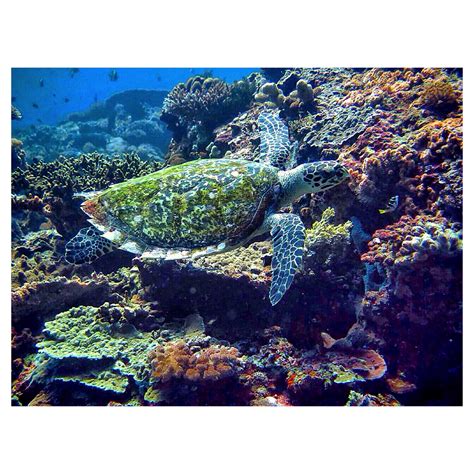 Hawksbill Sea Turtle Penyu At Sd Point Indonesia With Octopus Dive