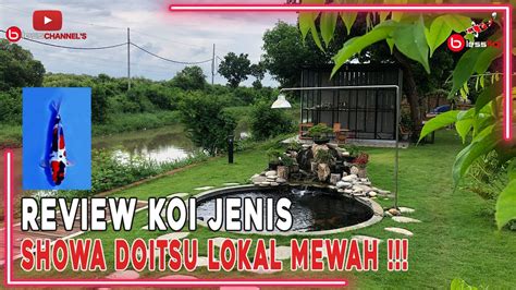 REVIEW IKAN KOI JENIS SHOWA DOITSU LOKAL MEWAH YouTube