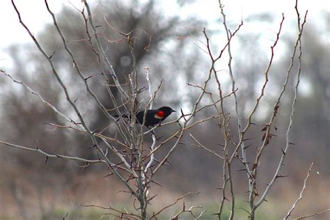 Burung Oriole Pohon Foto Gratis Di Pixabay Pixabay