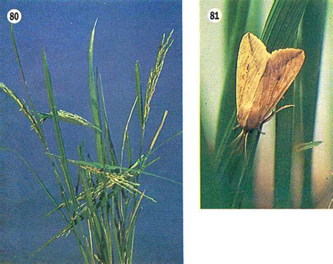 Rice Feeding Insects Of Tropical Asia P66 General Defoliat Flickr