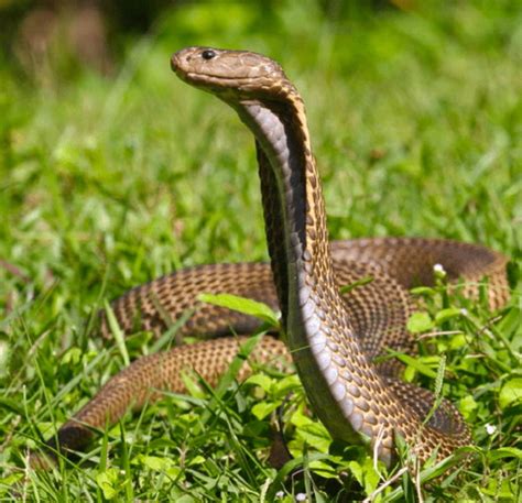 Des Serpents Les Plus Mortels D Couverts Ce Jour