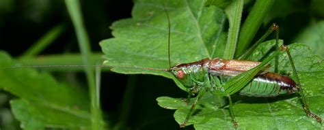 Réf 80222 INSECTA Orthoptera Tettigoniidae Conocephalus