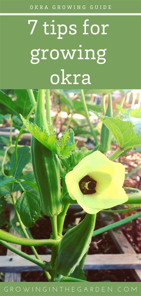 Okra Growing Guide Tero Vegetable