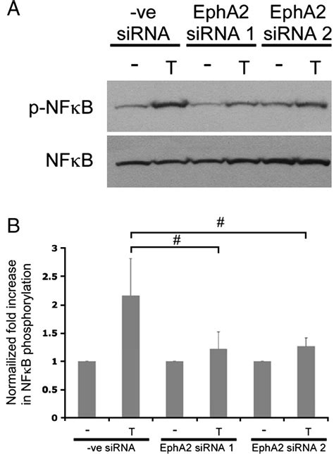 Receptor Tyrosine Kinase Epha Mediates Thrombin Induced Upregulation