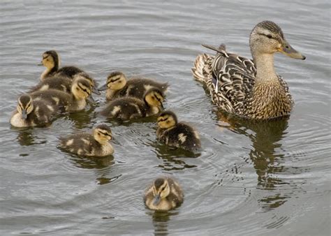 lagoon duck pictures  beautiful birds animals