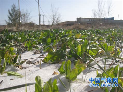 内蒙古山西宁夏等地迎来较强降雪天气 中国气象局政府门户网站