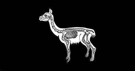 Llama Skeleton Llama Sticker Teepublic