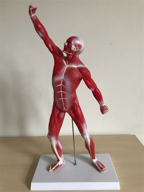 Muscular System Model Human Muscles Anatomy Axis Scientific 20