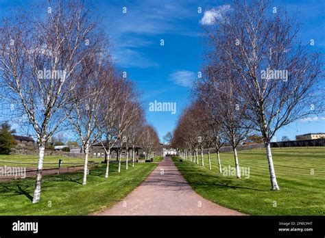 Himalayan birch tree hi-res stock photography and images - Alamy