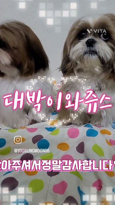 Shorts 대박이와 쥬스 귀여워~♡댕댕이 Dog 반려견 강아지 Puppy 시츄 Youtube