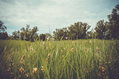 EU Adopts Nature Restoration Law Despite Hungary S Opposition