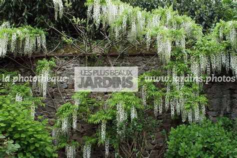 La Phototh Que Les Plus Beaux Jardins Wisteria Floribunda Alba