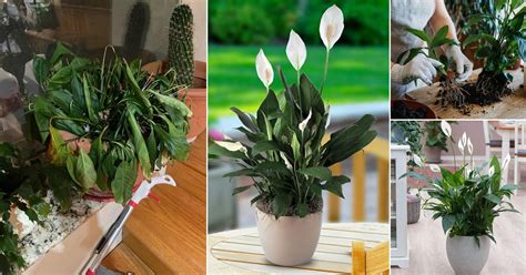 How To Fix And Save Overwatered Peace Lily