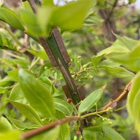 Euonymus Alatus Architectural Plants