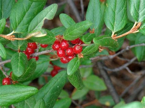 Russet Buffaloberry Shepherdia Canadensis Shrub Seeds Fast Edible