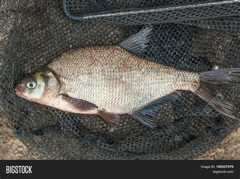 Several Common Bream Image & Photo (Free Trial) | Bigstock