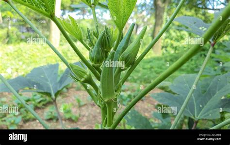 Okra Flowering Plant Hi Res Stock Photography And Images Alamy