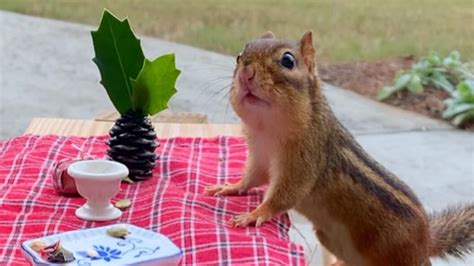 Squirrels Eating Food Funny