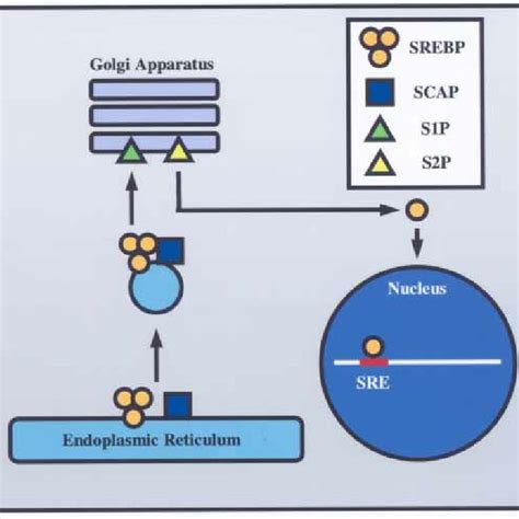 The Srebp Pathway A Decrease In The Amount Of Cholesterol Residing In