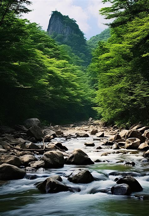 개울과 숲의 풍경 배경 배경 화면 및 일러스트 무료 다운로드 Pngtree